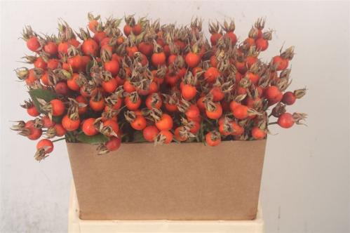 Rosa Pumpkin (rozenbottel)