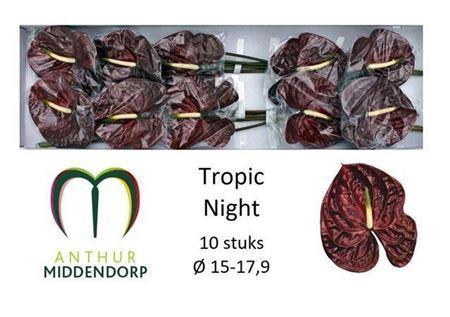 Anthurium Andreanum Grp Tropic Night