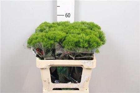 Dianthus barbatus 'Aldo Green'