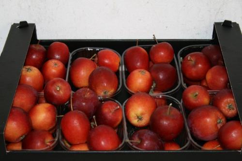 Siervruchten per stuk Malus