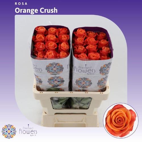Rosa grootbloemig Orange Crush