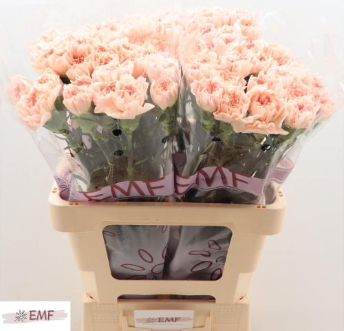 Dianthus standaard 'Noviado'