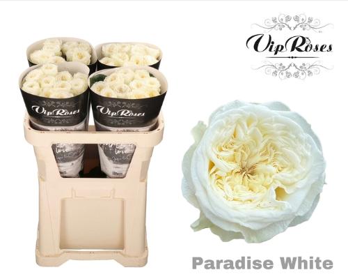 Rosa grootbloemig Paradise White