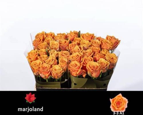 Rosa grootbloemig Novi!