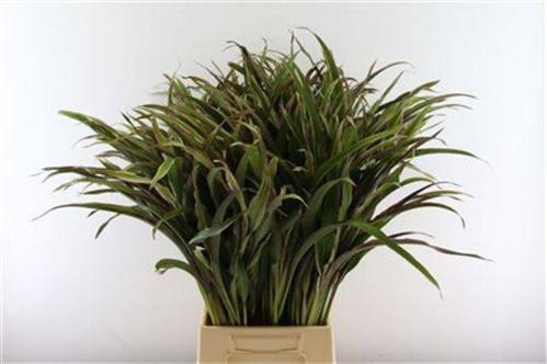 Decoratiegroen groot blad