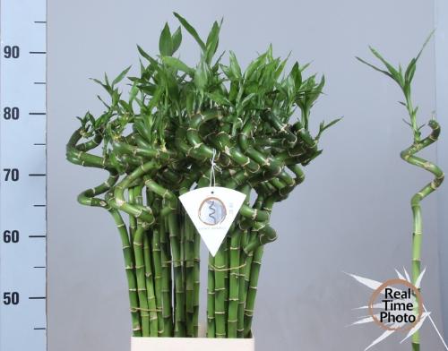 Dracaena sanderiana Lucky Bamboo