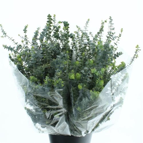 Eucalyptus per bos 'Baby Blue'