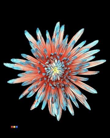Chrysanthemum (Indicum Grp) geplozen Topspin kleurbehandeld H%
