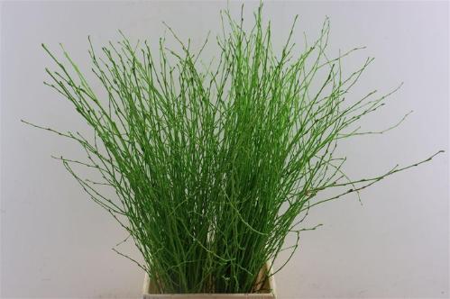 Betula kleurbehandeld H%