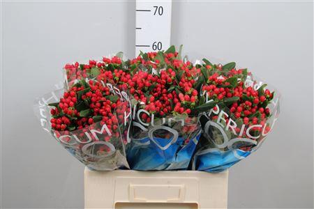 Hypericum Coco Diablo