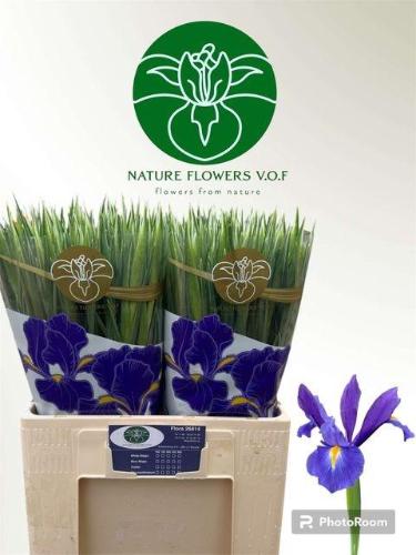 Iris (Hollandse Iris Grp) 'Blue Magic'