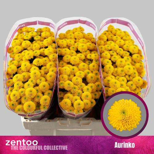 Chrysanthemum Indicum Grp tros santini Aurinko