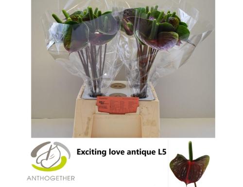 Anthurium Andreanum Grp Exciting Love