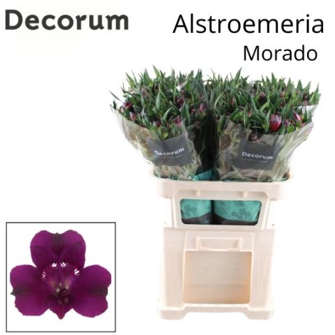 Alstroemeria Morado