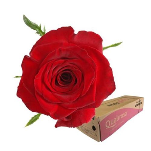 Rosa grootbloemig Monte Carlo