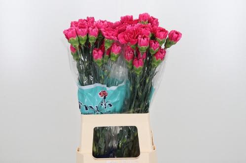 Dianthus standaard Mozart