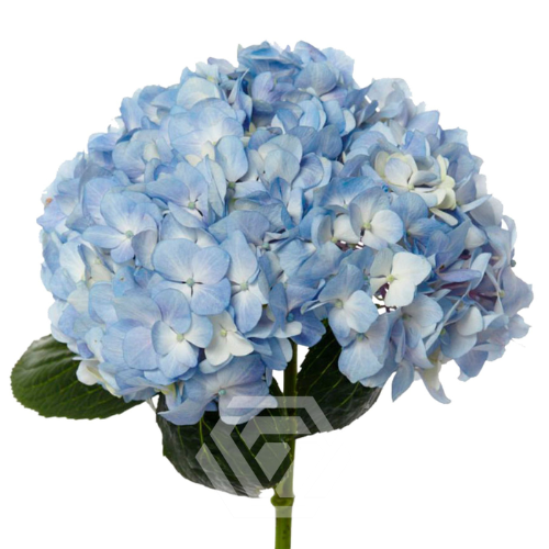 Hydrangea gemengd