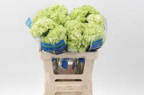 Hydrangea overig