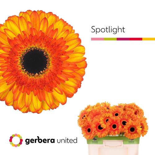 Gerbera grootbloemig Spotlight