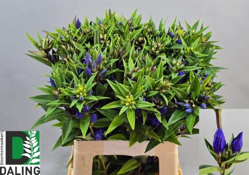 Gentiana triflora Just Blue