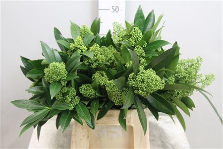 Skimmia per bos confusa 'Kew Green'