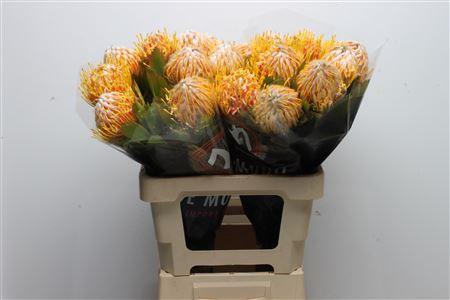 Leucospermum nutans 'Veldfire'