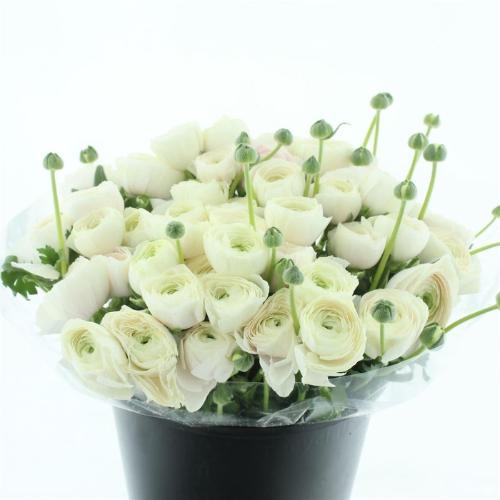 Ranunculus asiaticus Succes Hanoi