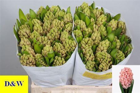 Hyacinthus orientalis 'Anna Marie'