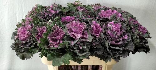Brassica oleracea Empire Tekla