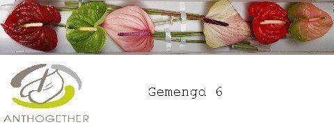 Anthurium Andreanum Grp gemengd