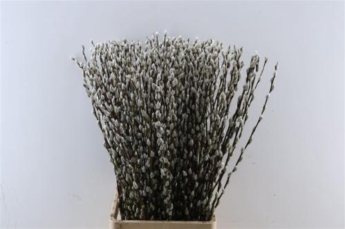 Salix Wilgenkatjes