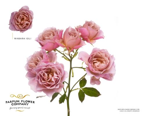 Rosa tros overig