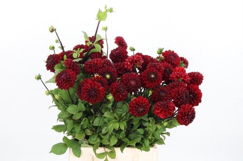 Dahlia 'Viking'
