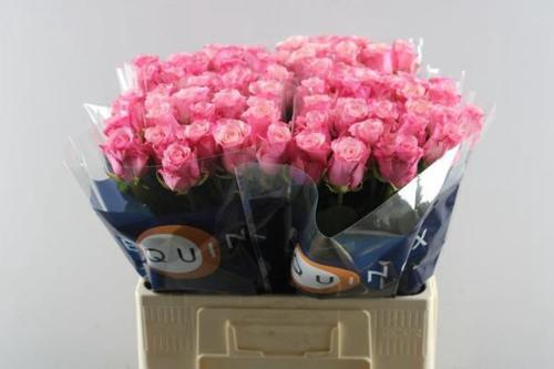 Rosa grootbloemig Ramonda