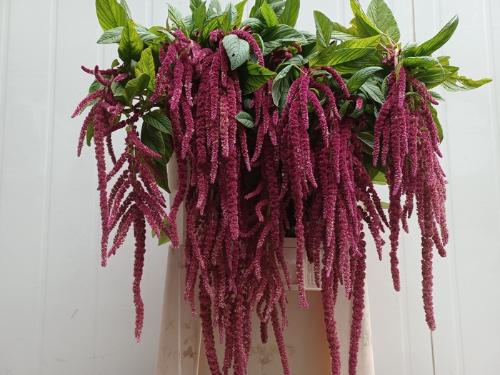 Amaranthus caudatus 'Red Cord'