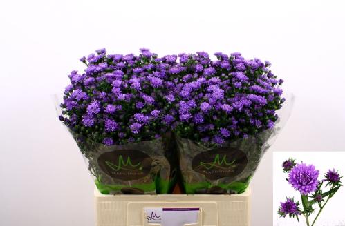 Aster Novi-belgii Grp Astee Dark Milka