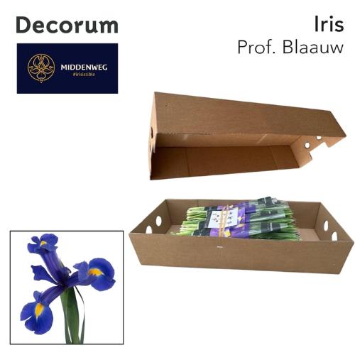 Iris (Hollandse Iris Grp) 'Prof. Blaauw'