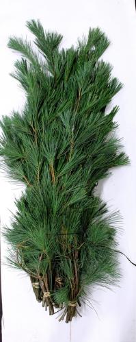 Pinus strobus per bos
