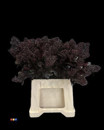 Skimmia per bos overig kleurbehandeld H%