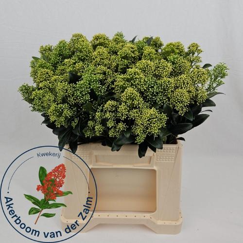 Skimmia japonica 'Frank White' per bos