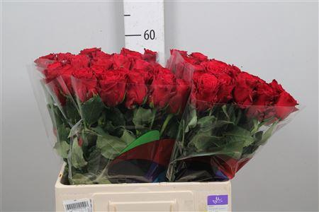 Rosa grootbloemig Rhodos