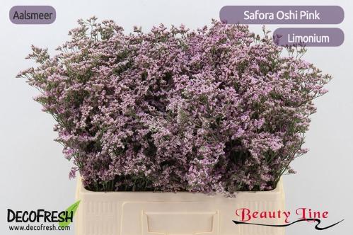 Limonium Safora Oshi Pink