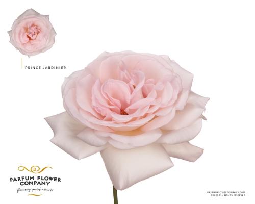 Rosa grootbloemig overig