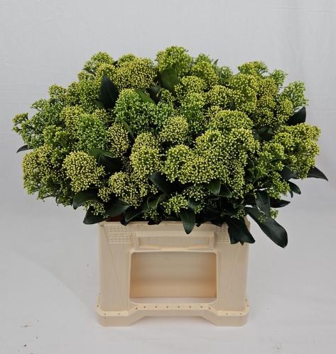 Skimmia japonica 'Frank White' per bos