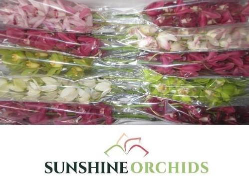 Cymbidium mini per tak gemengd