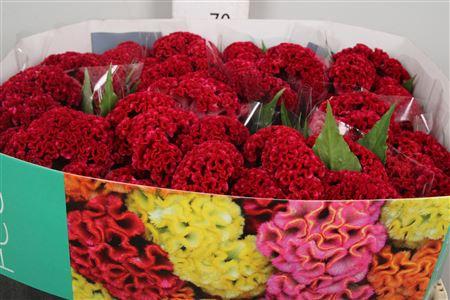 Celosia argentea (Cristata Grp) 'Reprise Velvet'