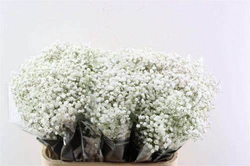 Gypsophila paniculata Cosmic