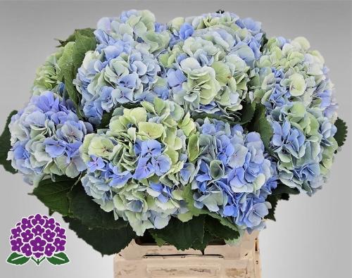 Hydrangea macrophylla 'Verena' (blauw classic)