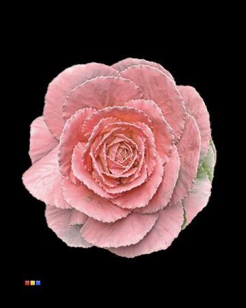 Brassica oleracea kleurbehandeld H%