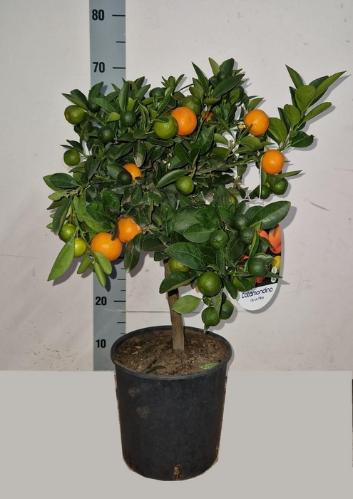 Citrofortunella x microcarpa